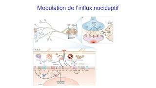 5 Modes daction des médicaments Lexemple des antalgiques [upl. by Llenod]