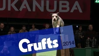 Agility  Crufts Team  Medium Semi Finals  Crufts 2014 [upl. by Alber]