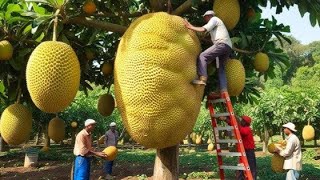 Incrível Colheita de Jaca na Tailândia  Veja Como são as Fazendas de Jacas Tailandesas [upl. by Anavas682]