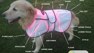 LASERwrap Therapy proven to extend dogs lives 2 3 years who have arthritis andor hip dysplasia [upl. by Oiromed]