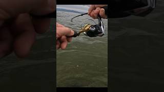 Release seabass in the Delta Ebro pesca fishing fishinglife seabass viralvideo saltawater [upl. by Mit]