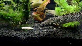 Ornate Bichir Ambush [upl. by Nihi]