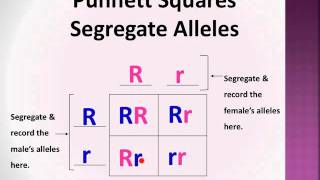 BioLect Punnett Squares P F1 amp F2 generations [upl. by Desmund]