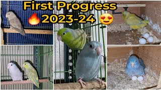 Parrotlets 1st Breeding Progress of the Season 202324  All About Pets [upl. by Linn]