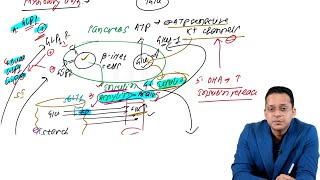 Overview of Antidiabetics  Edition 8 Sample Video Pharmacology [upl. by Oys]