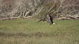 Eagle Steals Duck From a Hawk [upl. by Aekal]