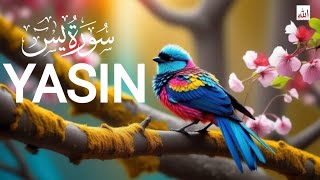 Surah Yasin Yaseen Mishary Alafasy Beautiful voice Quran Tilawat  سورۃ یٰس [upl. by Medlin191]