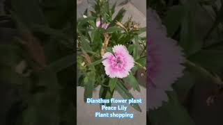 Flower plantshoppingwinter flowermanishascreativity [upl. by Narra]