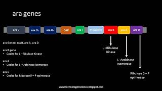 Arabinose Operon  ara Operon [upl. by Moclam347]