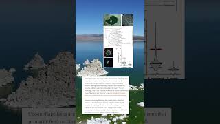 Would you visit Mono Lake monolake mystery lake explorenature [upl. by Weinert]