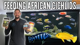 FEEDING AFRICAN CICHLIDS How Much How Often amp What Food  10 Tips [upl. by Leterg228]