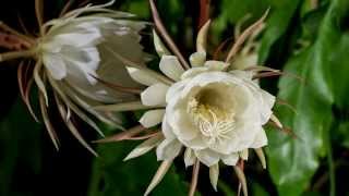 Epiphyllum oxypetalum Timelapse [upl. by Artep]