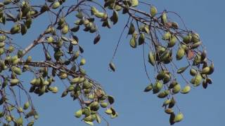 Millettia pinnata Honge tree [upl. by Hurleigh]