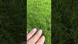 6 weeks 😎 lawncare lawn grass [upl. by Kessler]