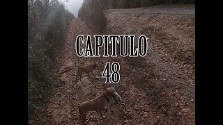 Cazando conejos con podencos Capitulo 48 [upl. by Augusta]