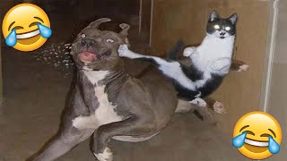 😂VIDEOS GRACIOSOS DE PERROS Y GATOS😂  Si Te Ries Pierdes [upl. by Cecilio]