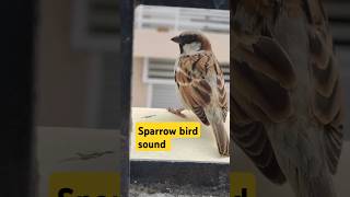 Sparrow birds sound birdslover birds sparrow sparrowsound youtubeshorts ARAHappyworld24 [upl. by Ahsyekal]