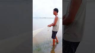 Incredible video fishing casting net fishing fish nature shortvideo villagelife [upl. by Kus964]