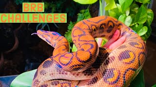 The Challenges of Brazilian Rainbow Boas [upl. by Zeralda48]