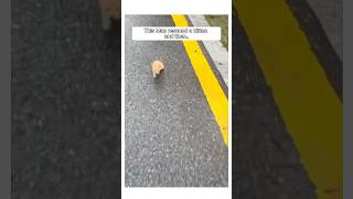 Man Rescued a Kitten that was abandoned and this happened animalshorts [upl. by Rauscher]