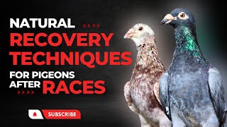 How to Recover Pigeons After Races  Natural Recovery Techniques [upl. by Isteb335]