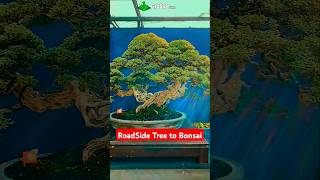 Turn Road Side Plant to Bonsai Tree  Bonsai Plant [upl. by Kolnick]