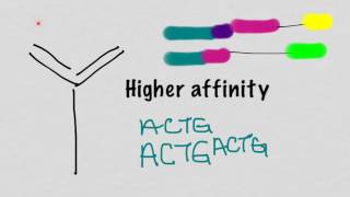 Somatic Hypermutation And Affinity Maturation [upl. by Rossing]