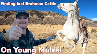 Rounding up lost Cattle on Mountain Vlog 11 [upl. by Shoifet]