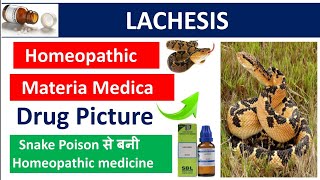 Lachesis homeopathic medicine Drug Picture Materia Medica homoeopathy muhs bhms materiamedica [upl. by Akinaj]