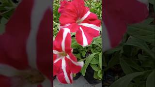 my petunia collection petunias flowers flowervarieties nature gardening shortsfeed ytshorts [upl. by Enyawal371]