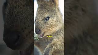 Places to Visit in Australia Perth and Rottnest Island [upl. by Armand]