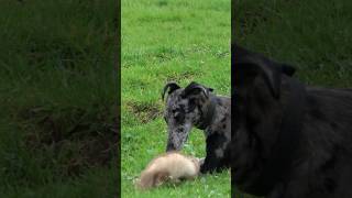 Pup amp Kit ferreting rabbiting lurcher hunting [upl. by Eadrahs]