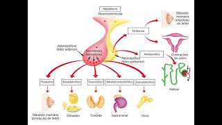 Anatomia Do Sistema Endócrino  Parte 01  Hipotálamo Hipófise Pineal Tireóide Adrenal Jomel Vet [upl. by Nytsrik309]