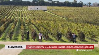 08 OTTOBRE 2024  MANDURIA TA  PASTORELLI RIELETTA AL CONSORZIO DI TUTELA PRIMITIVO DOC E DOCG [upl. by Laoj]