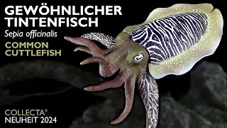 Collecta ® Gewöhnlicher Tintenfisch  Sepia officinalis  Common Cuttlefish  2024 Review [upl. by Atiuqram]