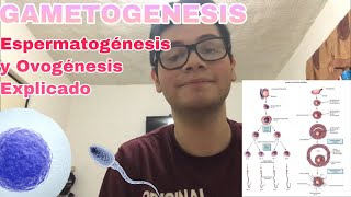 GAMETOGENESIS  Espermatogénesis y Ovogénesis Explicadas [upl. by Alliw593]