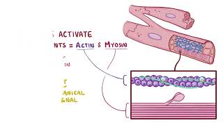 Cardiac Excitation  Contraction Coupling  Osmosis [upl. by Anette]