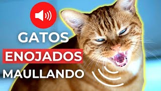 SONIDOS de GATOS ENOJADOS MAULLANDO 🐱 Sonidos de Gato Enojado [upl. by Rehtnug72]