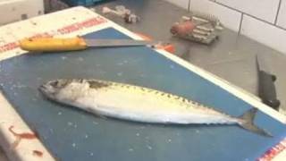 A Guide To Filleting Mackerel [upl. by Ferdinand]