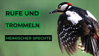 Vogelstimmen häufiger Vögel lernen  Spechte und mehr [upl. by Aix]