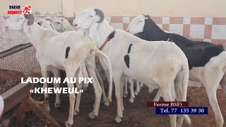 Du jamais vu au Sénégal des moutons quotladoumquot vendus à des prix incroyablement petits [upl. by Jackqueline]