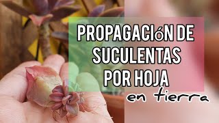 Como Propagar Suculentas por Hoja en sustratoJardín Suculento [upl. by Walt]