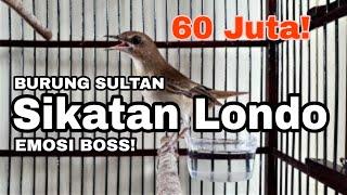 SUARA JAHAT BURUNG SIKATAN LONDO GACOR HABIS BURUNG SULTAN HARGA 60  160 JUTA [upl. by Dowlen]