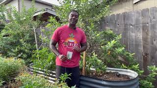 Top 10 Fall Veggies to Plant in an Urban Garden  Easy amp Productive Fall Crops [upl. by Koffler]