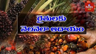 Oil Palm Cultivation Palm Oil Complete Guide  Planting Fertilizing amp Marketing  hmtv Agri [upl. by Thera71]