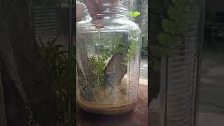 Planted Glass Bottle For Betta Fish [upl. by Sivartal]