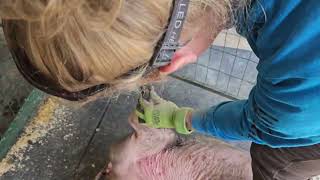 Piggie Manipedi Fun Day 2923 at Unity Farm Sanctuary [upl. by Aneloc]