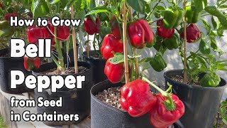 How to Grow Bell Peppers from Seed in Containers  Easy planting guide [upl. by Aileme103]