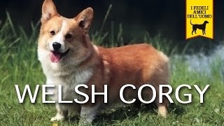 WELSH CORGY trailer documentario [upl. by Niltiac]