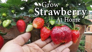 Strawberry Plant Care  How To Grow Srawberry at Home in a Pot  🍓🍓 [upl. by Lekym72]